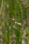 Ozark sedge